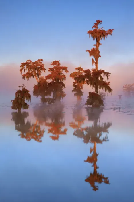 Framed Print : Bald cypress forest in fog - USA, Louisiana, St. Martin, Lake Martin Framed Print : Bald cypress forest in fog - USA, Louisiana, St. Martin, Lake Martin
