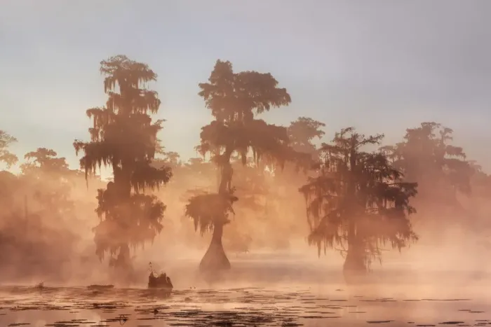 Framed Print : Bald cypress forest in fog - USA, Louisiana, St. Martin, Lake Martin