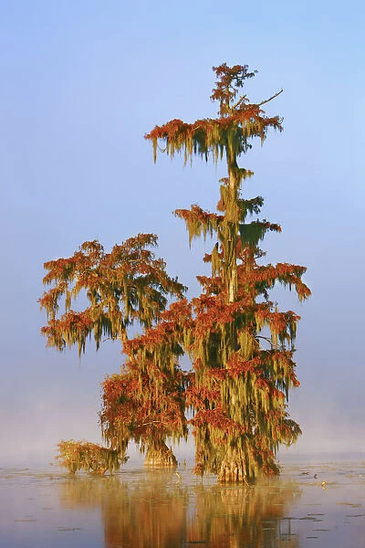 Bald cypress forest in fog - USA, Louisiana, St. Martin, Lake Martin