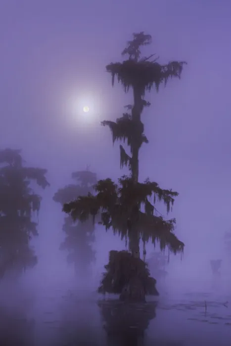 Framed Print : Bald cypress forest with full moon in fog - USA, Louisiana, St. Martin, Lake Martin
