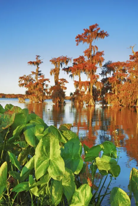 Framed Print : Bald cypress forest - USA, Louisiana, St. Martin, Lake Martin Framed Print : Bald cypress forest - USA, Louisiana, St. Martin, Lake Martin