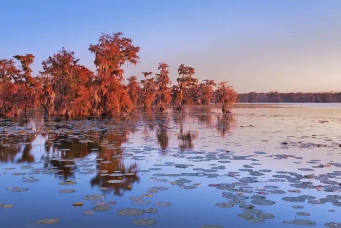 Framed Print : Bald cypress forest - USA, Louisiana, St. Martin, Lake Martin Framed Print : Bald cypress forest - USA, Louisiana, St. Martin, Lake Martin