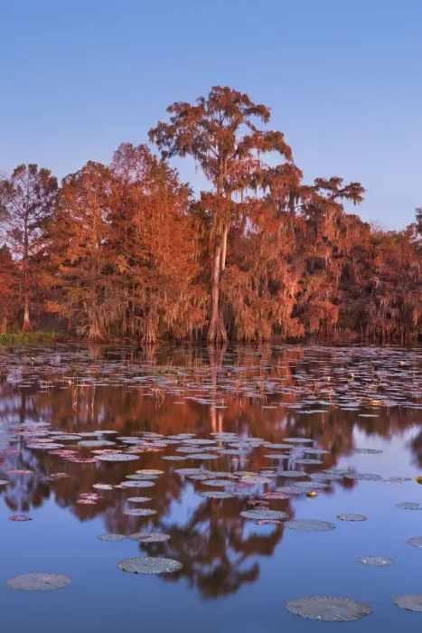 Framed Print : Bald cypress forest - USA, Louisiana, St. Martin, Lake Martin Framed Print : Bald cypress forest - USA, Louisiana, St. Martin, Lake Martin