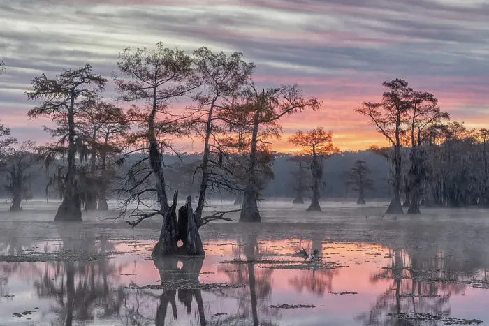 Framed Print : Bald cypress in lake caddo, Texas, USA Framed Print : Bald cypress in lake caddo, Texas, USA