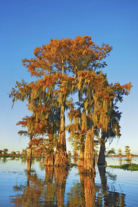 Framed Print : Bald cypress with spanish moss - USA, Louisiana, St. Martin, Henderson Lake Framed Print : Bald cypress with spanish moss - USA, Louisiana, St. Martin, Henderson Lake
