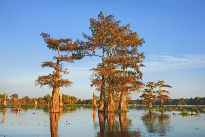Framed Print : Bald cypress - USA, Louisiana, St. Martin, Henderson Lake Framed Print : Bald cypress - USA, Louisiana, St. Martin, Henderson Lake
