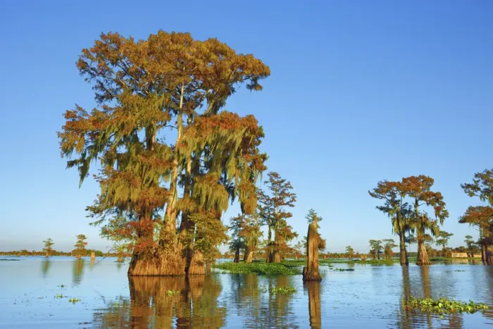 Framed Print : Bald cypress - USA, Louisiana, St. Martin, Henderson Lake Framed Print : Bald cypress - USA, Louisiana, St. Martin, Henderson Lake