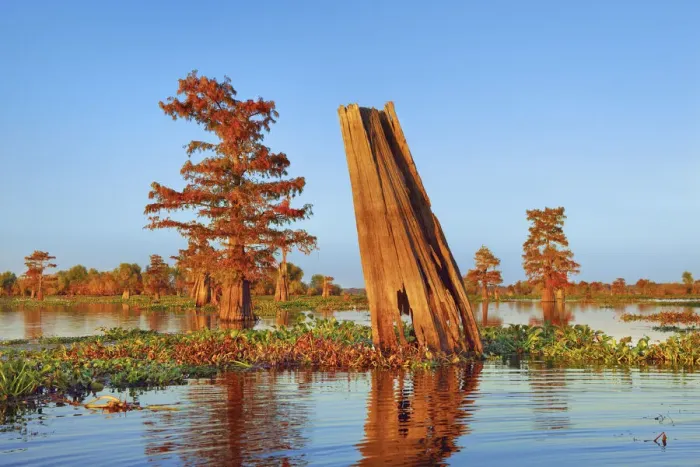 Framed Print : Bald cypress and water hyacinths - USA, Louisiana, St. Martin, Henderson Lake Framed Print : Bald cypress and water hyacinths - USA, Louisiana, St. Martin, Henderson Lake