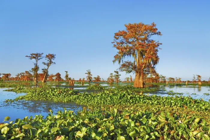 Framed Print : Bald cypress and water hyacinths - USA, Louisiana, St. Martin, Henderson Lake