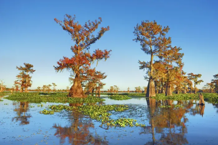 Framed Print : Bald cypress and water hyacinths - USA, Louisiana, St. Martin, Henderson Lake