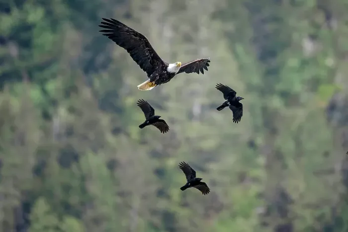 Framed Print : A bald eagle is falnked by ravens in the Great Bear Rainforet, British Columbia, Canada Framed Print : A bald eagle is falnked by ravens in the Great Bear Rainforet, British Columbia, Canada