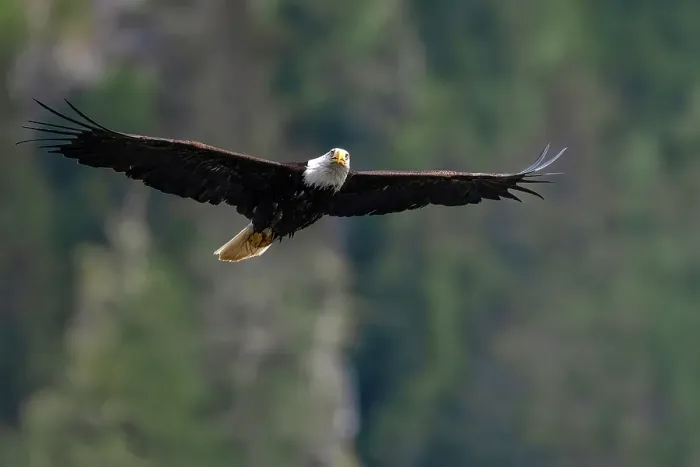 Framed Print : A bald eagle in flight in the Great Bear Rainforest, British Columbia, Canada Framed Print : A bald eagle in flight in the Great Bear Rainforest, British Columbia, Canada