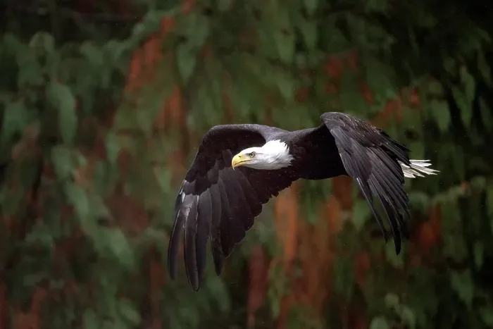 Framed Print : A bald eagle in flight in the Great Bear Rainforest, British Columbia, Canada Framed Print : A bald eagle in flight in the Great Bear Rainforest, British Columbia, Canada