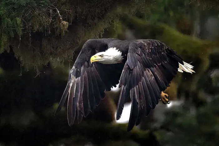 Framed Print : A bald eagle in flight in the Great Bear Rainforest, British Columbia, Canada Framed Print : A bald eagle in flight in the Great Bear Rainforest, British Columbia, Canada