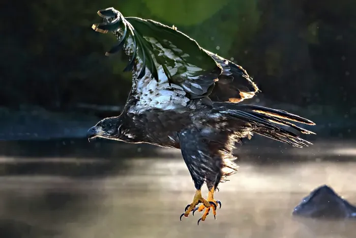 Framed Print : A bald eagle in flight inthe early morning in Chilko Lake, British Columbia, Canada Framed Print : A bald eagle in flight inthe early morning in Chilko Lake, British Columbia, Canada