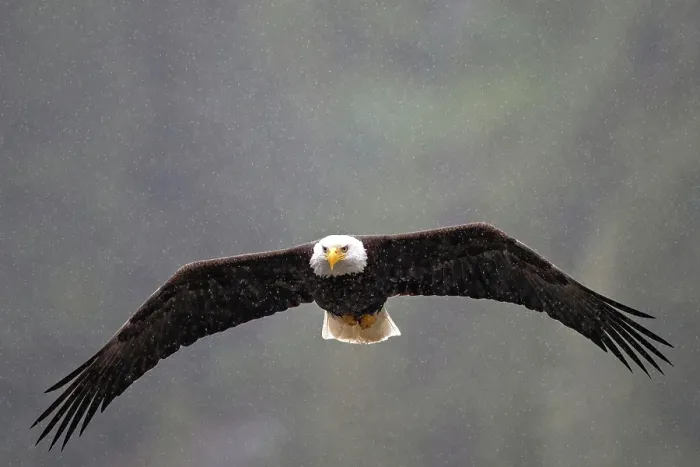 Framed Print : A bald eagle in flight in the snow in the Great Bear Rainforest, British Columbia, Canada Framed Print : A bald eagle in flight in the snow in the Great Bear Rainforest, British Columbia, Canada
