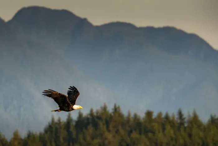 Framed Print : Bald eagle flying on Vancouver Island, British Columbia, Canada Framed Print : Bald eagle flying on Vancouver Island, British Columbia, Canada