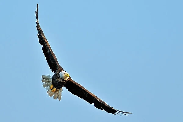 Bald Eagle (Haliaeetus leucocephalus) in flight Ear Falls, Ontario, Canada