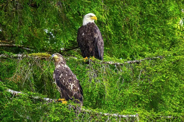 Framed Print : Bald eagle (Haliaeetus leucocephalus), Shrimp Bay, Alaska, USA Framed Print : Bald eagle (Haliaeetus leucocephalus), Shrimp Bay, Alaska, USA
