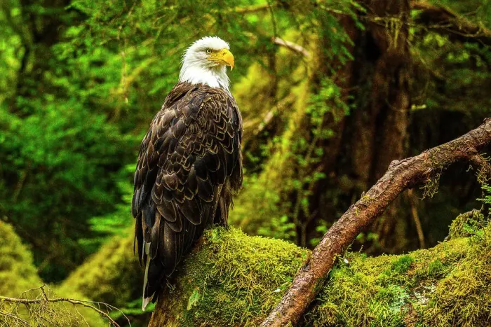 Framed Print : Bald eagle (Haliaeetus leucocephalus), Anan Creek Bear Observatory, Tongass National Forest, Alaska, USA Framed Print : Bald eagle (Haliaeetus leucocephalus), Anan Creek Bear Observatory, Tongass National Forest, Alaska, USA