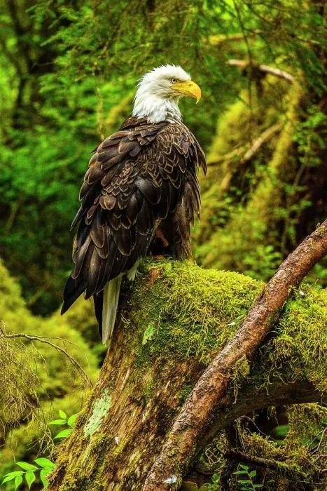 Framed Print : Bald eagle (Haliaeetus leucocephalus), Anan Creek Bear Observatory, Tongass National Forest, Alaska, USA Framed Print : Bald eagle (Haliaeetus leucocephalus), Anan Creek Bear Observatory, Tongass National Forest, Alaska, USA