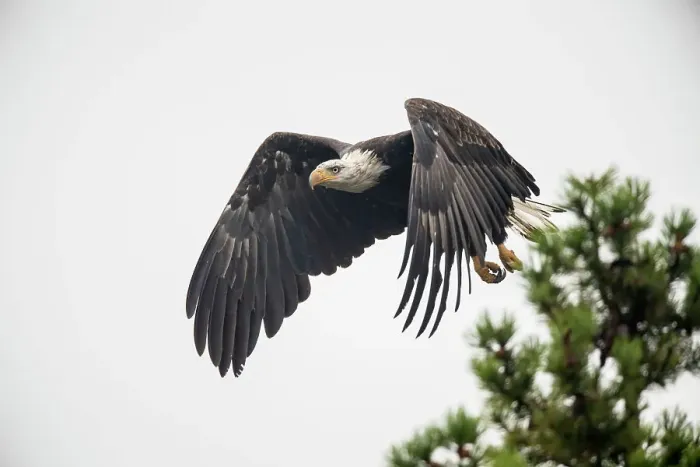 Framed Print : Bald eagle (Haliaeetus leucocephalus) Adult attracted to spawning sockeye salmon, Chilcotin Wilderness, BC Interior, Canada Framed Print : Bald eagle (Haliaeetus leucocephalus) Adult attracted to spawning sockeye salmon, Chilcotin Wilderness, BC Interior, Canada