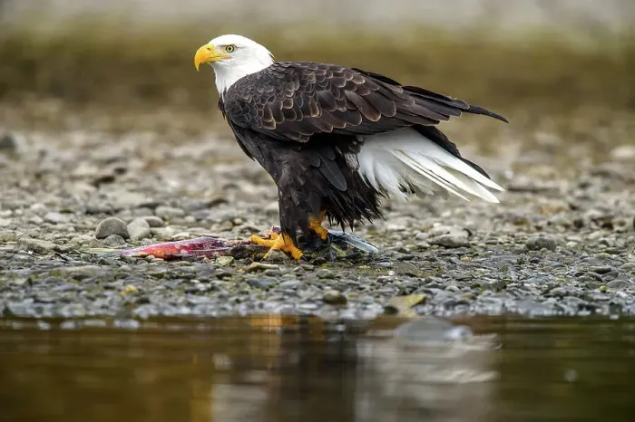 Framed Print : Bald eagle (Haliaeetus leucocephalus)- Attracted to sockeye salmon run on the Chilko River, Chilcotin Wilderness, BC Interior, Canada Framed Print : Bald eagle (Haliaeetus leucocephalus)- Attracted to sockeye salmon run on the Chilko River, Chilcotin Wilderness, BC Interior, Canada