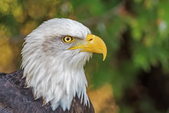Framed Print : Bald Eagle (Haliaeetus leucocephalus) - captive bred Framed Print : Bald Eagle (Haliaeetus leucocephalus) - captive bred