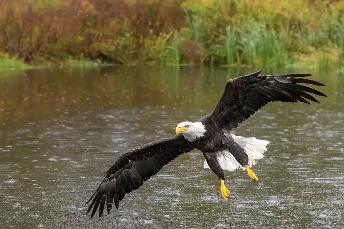 Framed Print : Bald Eagle (Haliaeetus leucocephalus) in flight - captive bred, Ontario, Canada
