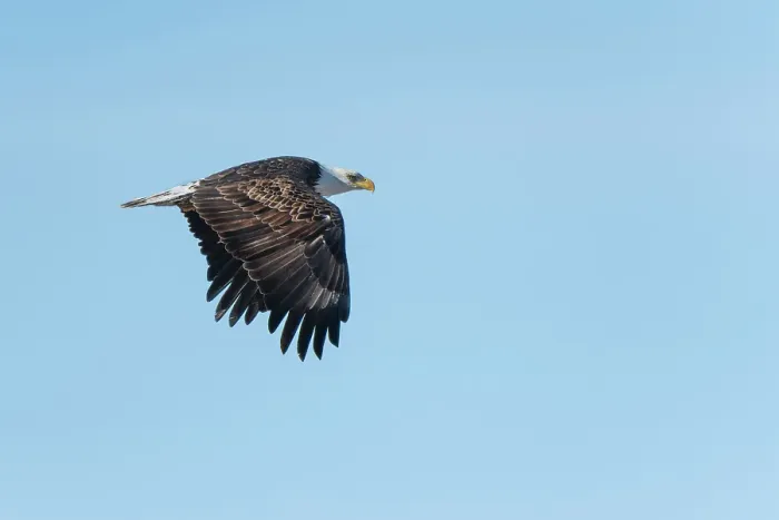 Framed Print : The bald eagle (Haliaeetus leucocephalus) flying, Fannystelle, Manitoba, Canada