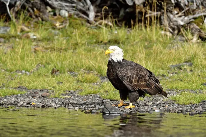 Framed Print : Bald Eagle (Haliaeetus leucocephalus) Scavenging a salmon carcass along the Chilko River, Chilcotin wilderness, British Columbia, Canada Framed Print : Bald Eagle (Haliaeetus leucocephalus) Scavenging a salmon carcass along the Chilko River, Chilcotin wilderness, British Columbia, Canada
