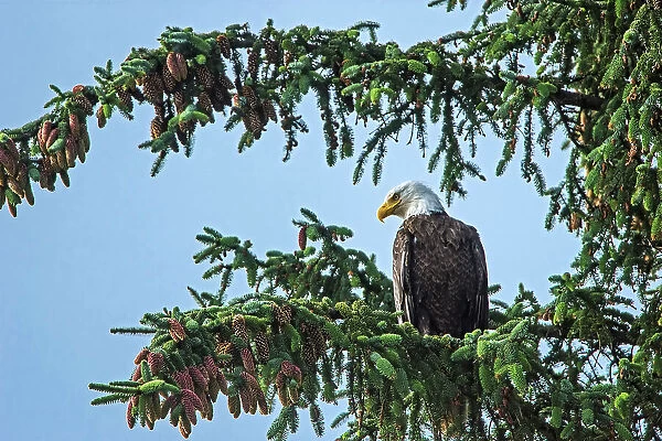 Bald eagle (Haliaeetus leucocephalus) in tree. Graham Island, Haida Gwaii (formerly the Queen Charlotte Islands), British Columbia, Canada