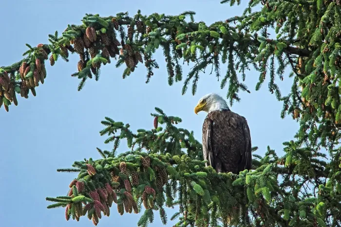 Framed Print : Bald eagle (Haliaeetus leucocephalus) in tree. Graham Island, Haida Gwaii (formerly the Queen Charlotte Islands), British Columbia, Canada Framed Print : Bald eagle (Haliaeetus leucocephalus) in tree. Graham Island, Haida Gwaii (formerly the Queen Charlotte Islands), British Columbia, Canada