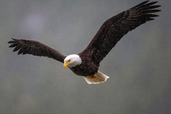 Framed Print : A bald eagle in the rain checks out the water below in the Khutzeymateen Grizzly Bear Sanctuary Framed Print : A bald eagle in the rain checks out the water below in the Khutzeymateen Grizzly Bear Sanctuary