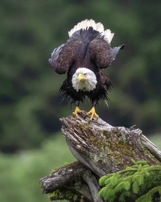 Framed Print : A bald eagle ready to take-off in the Great Bear Rainforest, British Columbia, Canada Framed Print : A bald eagle ready to take-off in the Great Bear Rainforest, British Columbia, Canada