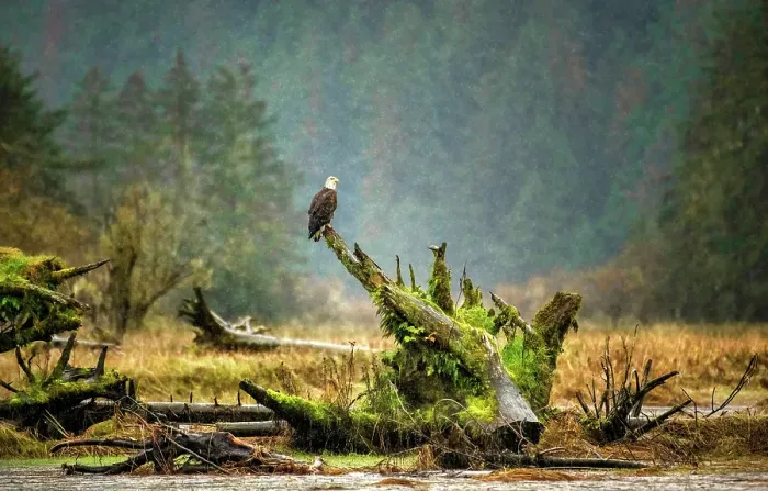 Framed Print : A bald eagle sits in the rain on a tree stump in the Great Bear Rainforest, British Columbia, Canada Framed Print : A bald eagle sits in the rain on a tree stump in the Great Bear Rainforest, British Columbia, Canada