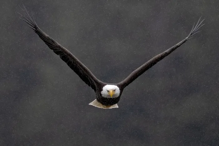 Framed Print : A bald eagle in the snow in flight in the Great Bear Rainforest, British Columbia, Canada Framed Print : A bald eagle in the snow in flight in the Great Bear Rainforest, British Columbia, Canada