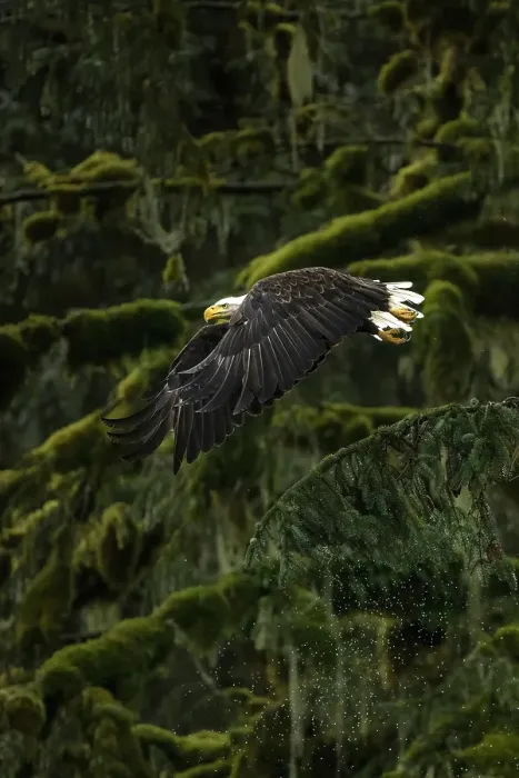 Framed Print : A bald eagle takes off from the trees in the Great Bear Rainforest in British Columbia, Canada