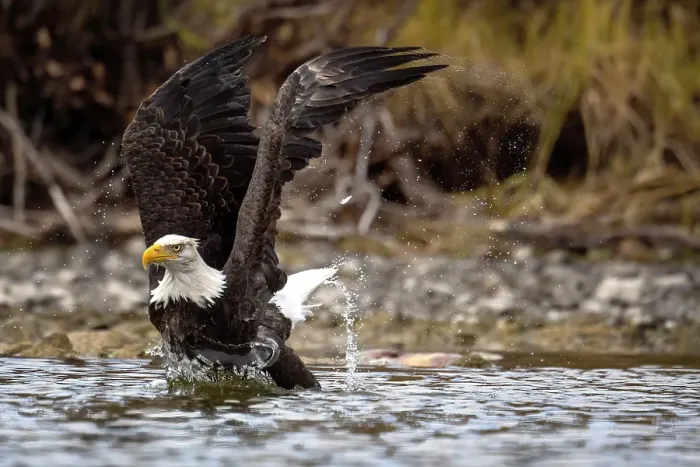 Framed Print : A bald eagle takes off from the water after it dives for a salmon in Chilko Lake, British Columbia, Canada Framed Print : A bald eagle takes off from the water after it dives for a salmon in Chilko Lake, British Columbia, Canada