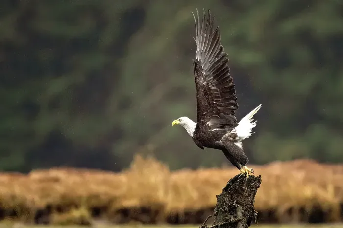 Framed Print : A bald eagle tkaing off from a tree in the Great Bear Rainforest, British Columbia, Canada Framed Print : A bald eagle tkaing off from a tree in the Great Bear Rainforest, British Columbia, Canada