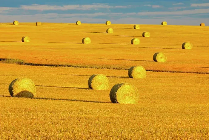Framed Print : Bales in field at sunset, Grande Prairie, Alberta, Canada Grande Prairie, Alberta, Canada