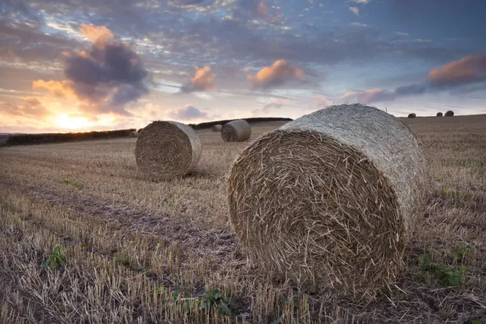 Framed Print : Bales in a harvested corn field at sunset, Devon, England. Summer (September) Framed Print : Bales in a harvested corn field at sunset, Devon, England. Summer (September)