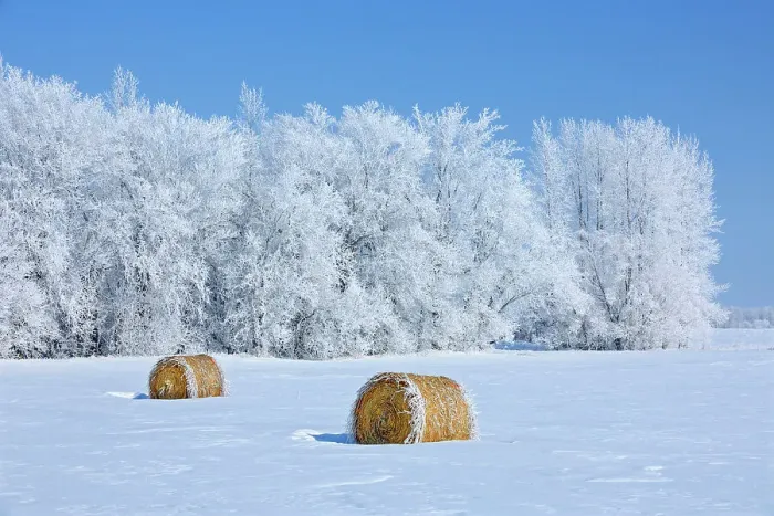 Framed Print : Bales and hoarfrost, Hazelglen, Manitoba, Canada Framed Print : Bales and hoarfrost, Hazelglen, Manitoba, Canada