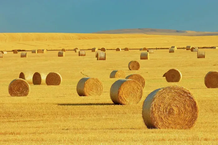 Framed Print : Bales at Pincher Creek, Alberta, Canada Framed Print : Bales at Pincher Creek, Alberta, Canada