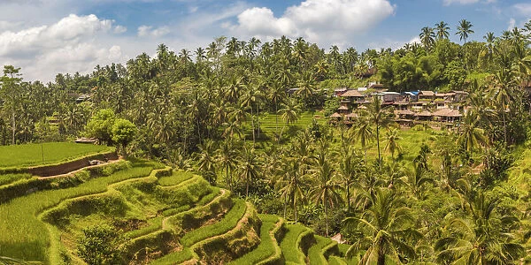 Bali, Indonesia, South East Asia. Panoramic view of the rice paddy at the Tegalalang