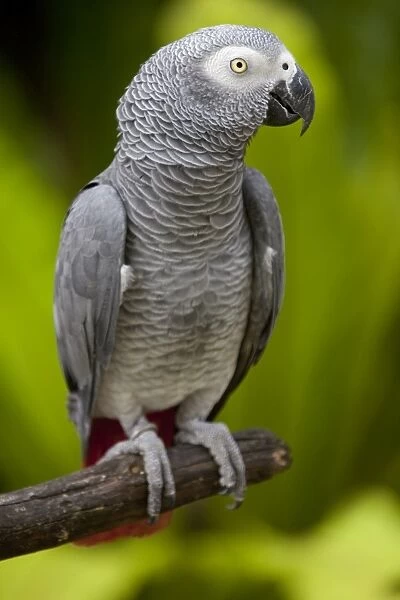 Bali, Ubud. An African Grey Parrot at Bali Bird Park