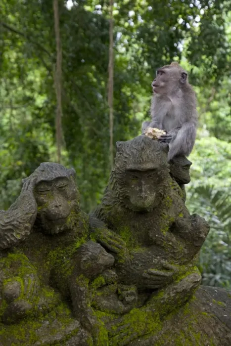 Framed Print : Bali, Ubud. A Macaque sitting on a stone carving of a Macaque Framed Print : Bali, Ubud. A Macaque sitting on a stone carving of a Macaque