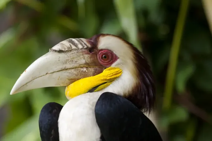 Framed Print : Bali, Ubud. A Wreathed Hornbill in Bali Bird Park Framed Print : Bali, Ubud. A Wreathed Hornbill in Bali Bird Park