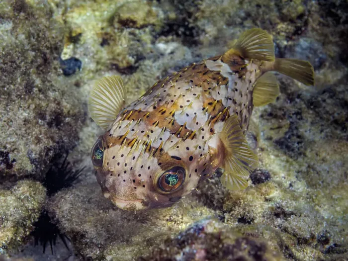 Framed Print : Balloonfish (Diodon holocanthus), Grand Cayman, Cayman Islands, British West Indies Framed Print : Balloonfish (Diodon holocanthus), Grand Cayman, Cayman Islands, British West Indies