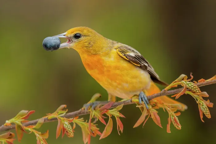 Framed Print : Baltimore Oriole (Icterus galbula) female, Ontario, Canada